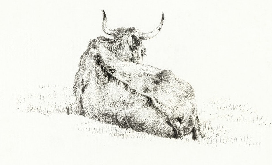 Рисунок коровы