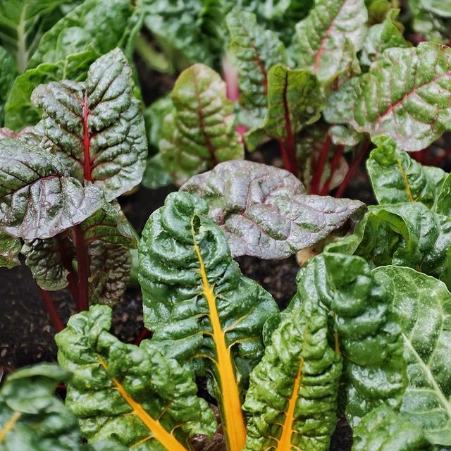 Что посадить в полутени из овощей?